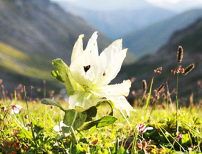 雪蓮花